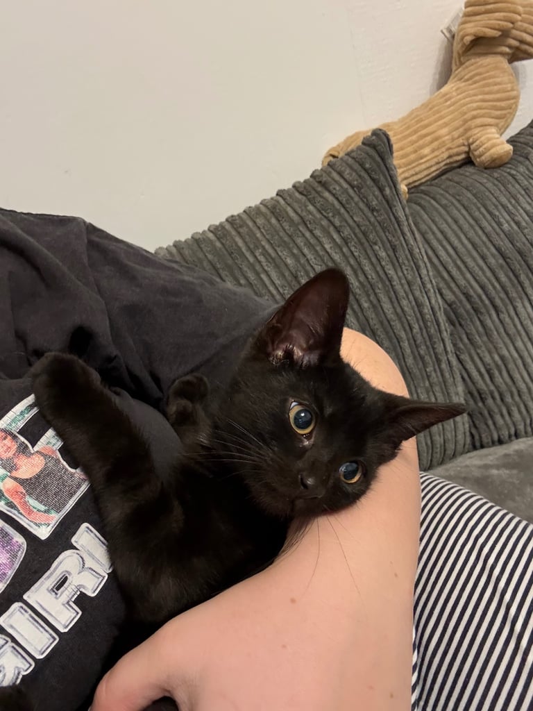 image for 8 week old kitten MALE