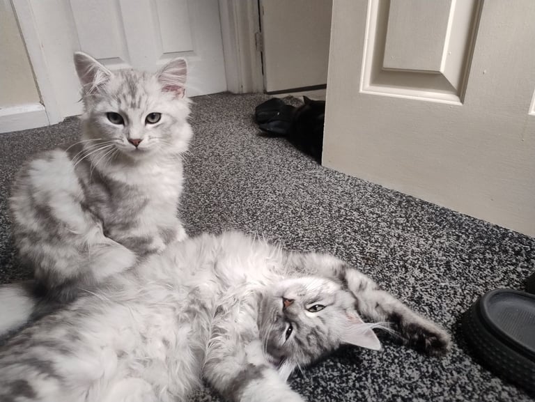 Rare chinchilla Persian Two Kittens And 18 Months Old Maine Coon Female Cat