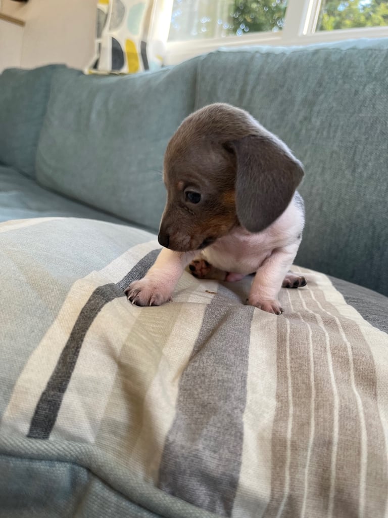 Miniature dachshund ONLY 3 left 
