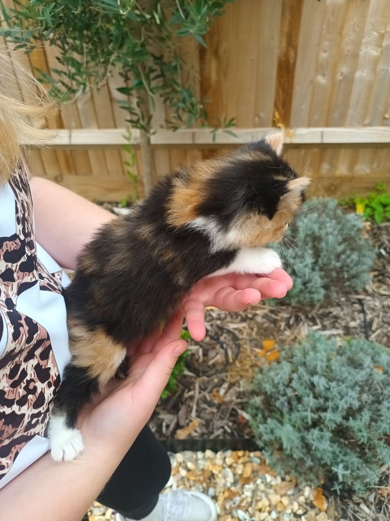 6 Kittens and Mother For Sale