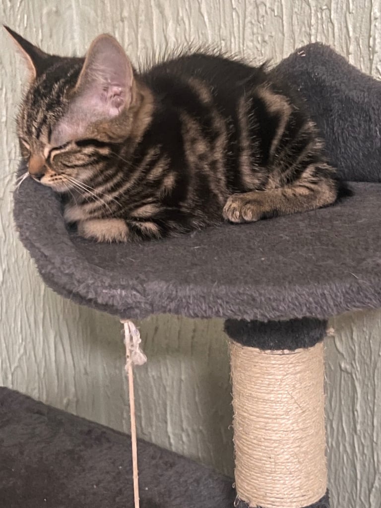 Kittens for sale 