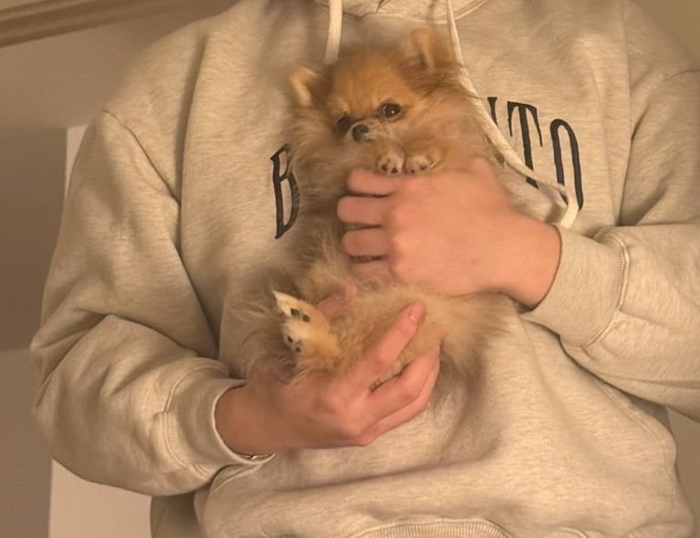 image for Sweet little Pomeranian puppy 🏡