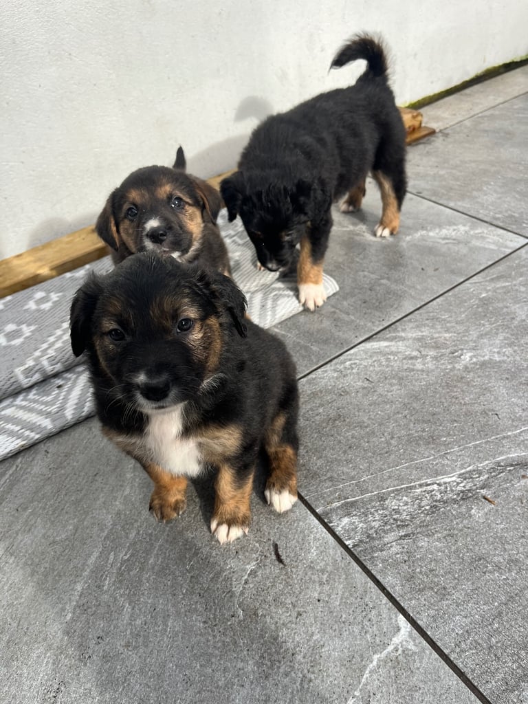 Labradors x Puppies for sale