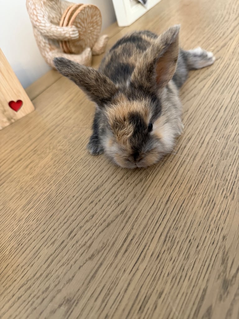 Mini lop rabbits
