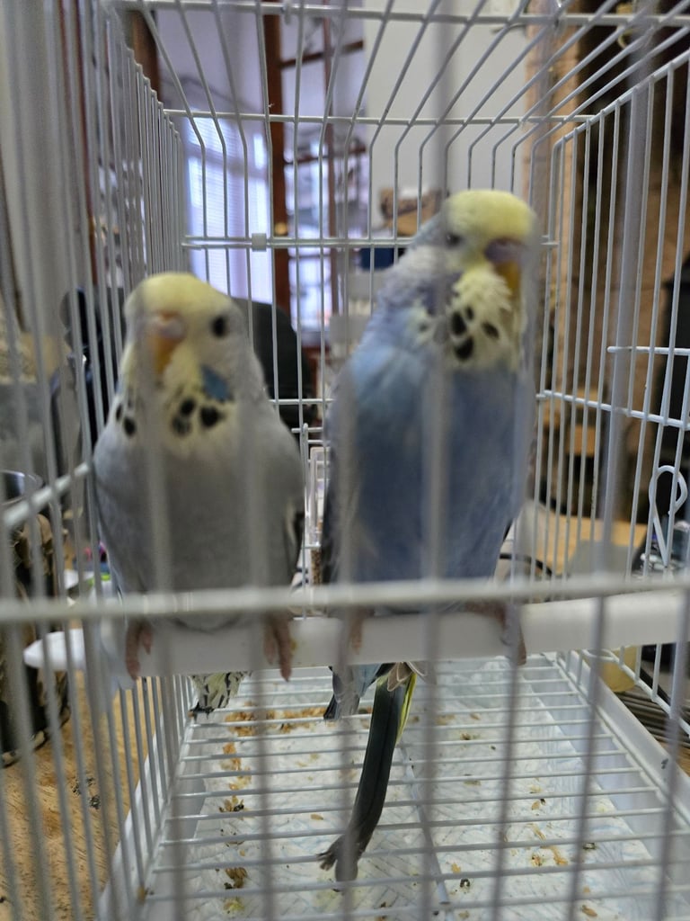 Baby Budgies *still available*