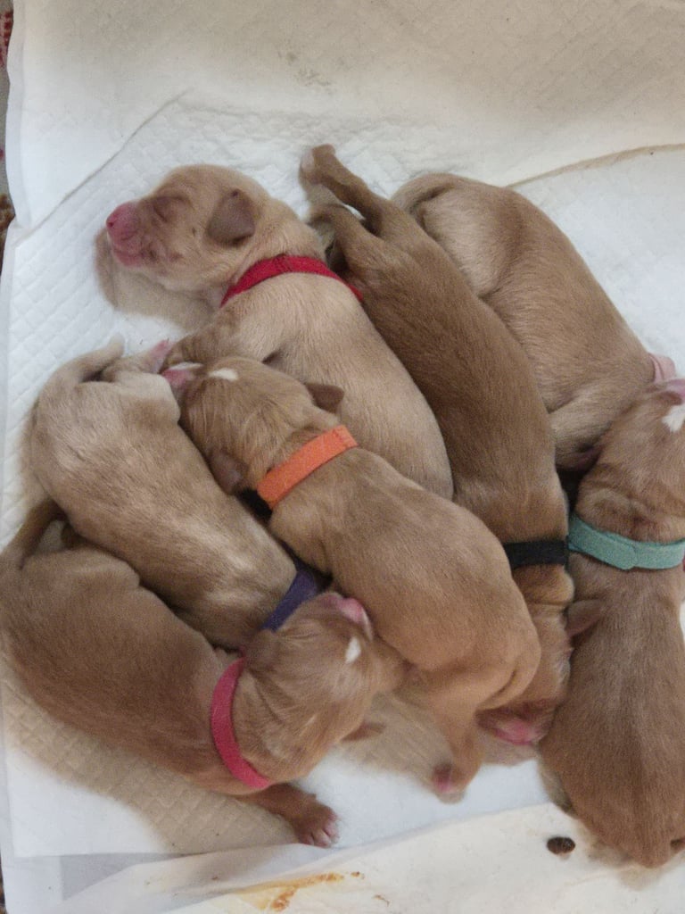 Springador puppies for sale 