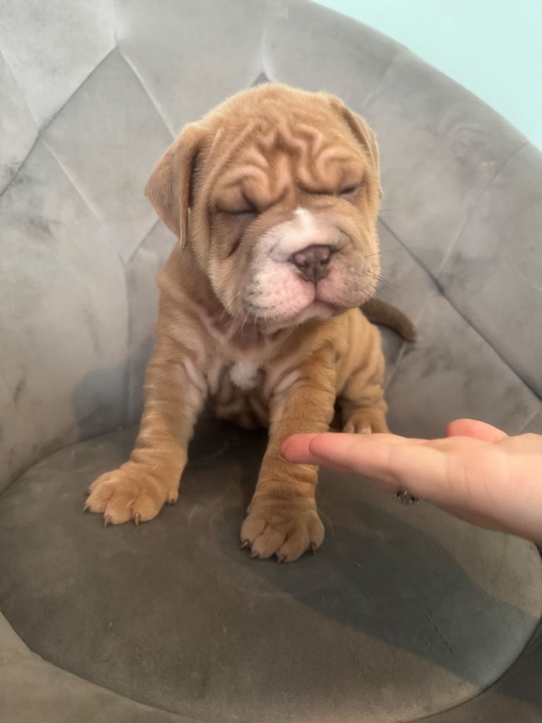 8 week old bullpei female 