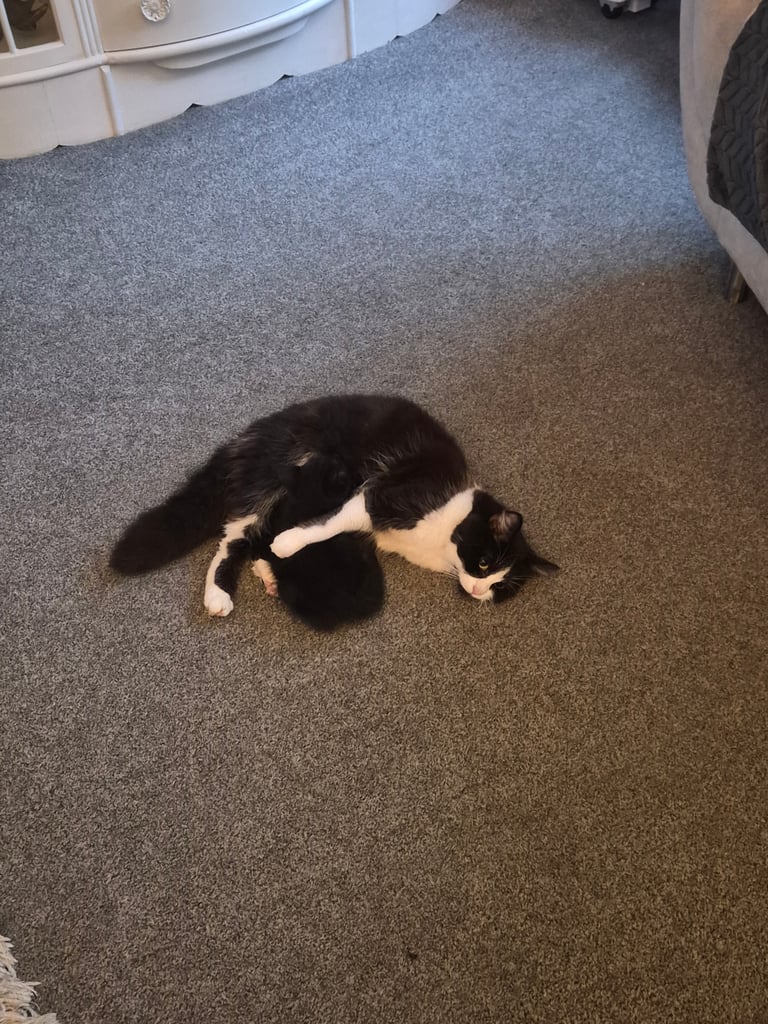2 boy kittens 