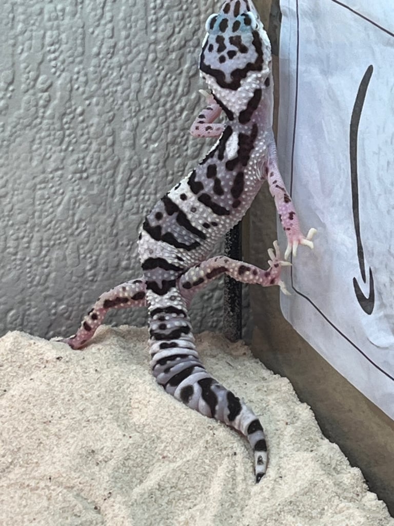 image for Leopard gecko with enclosure 