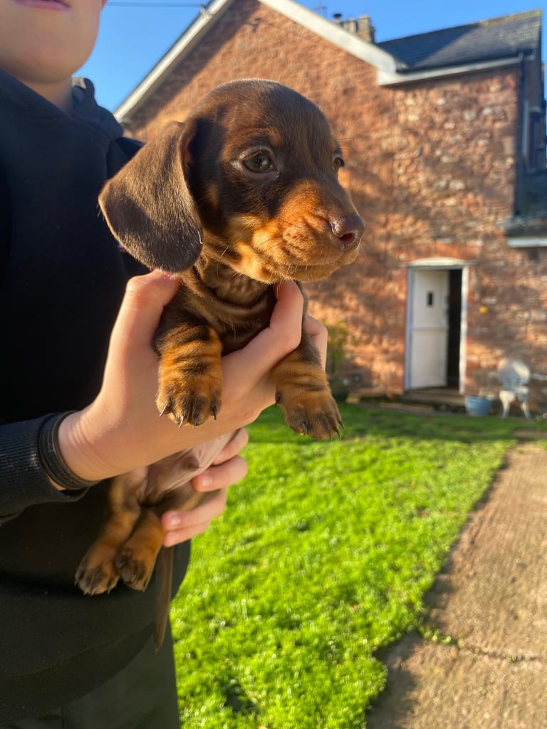 Miniature Dachshund puppies 