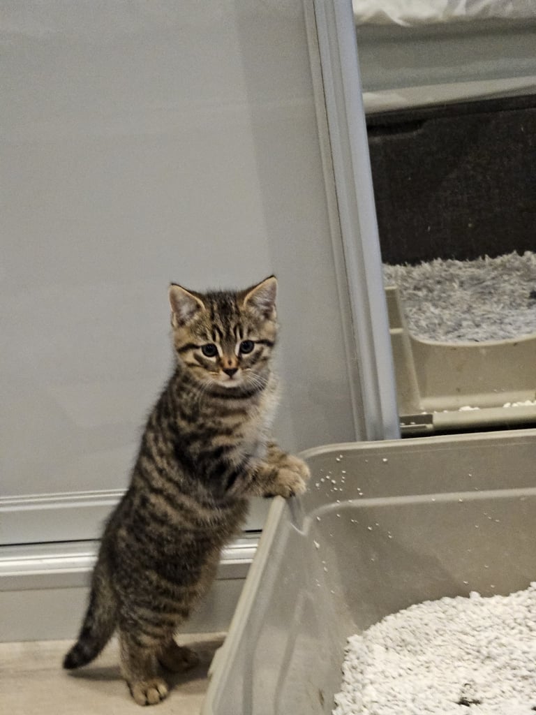 3x mixed bengal kittens 