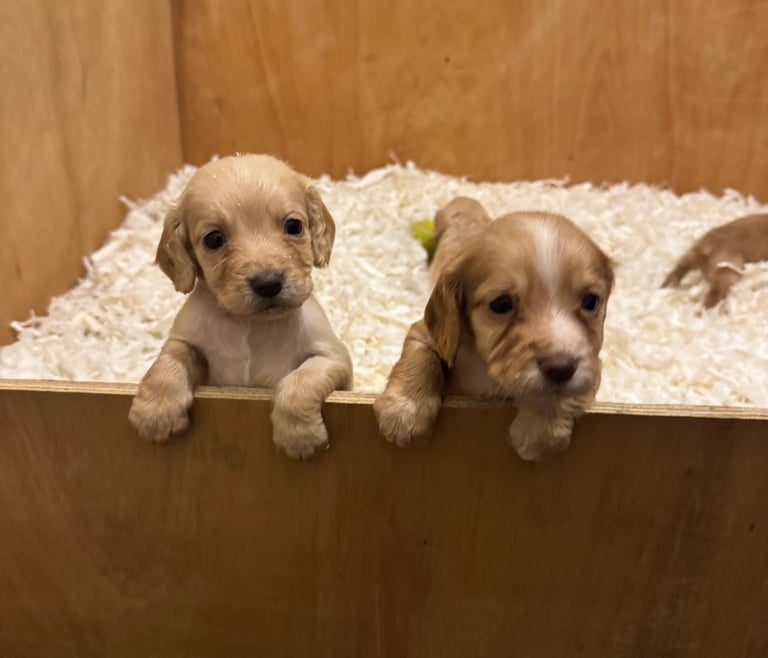 Cocker Spaniel Pups 