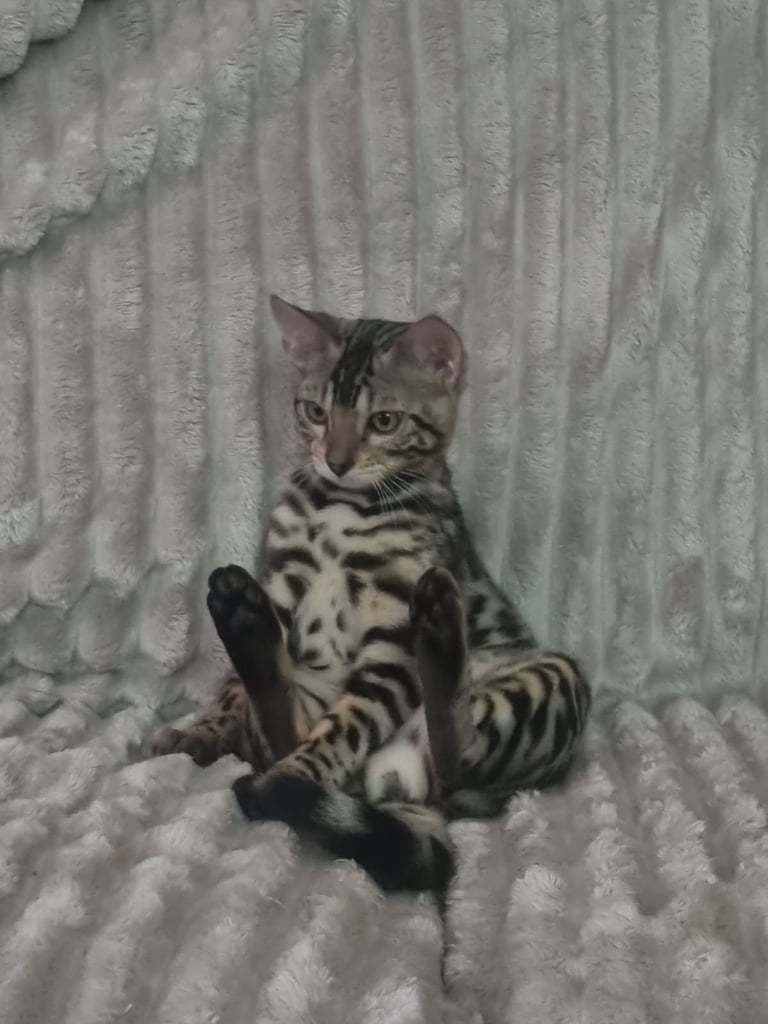Bengal (silver)
