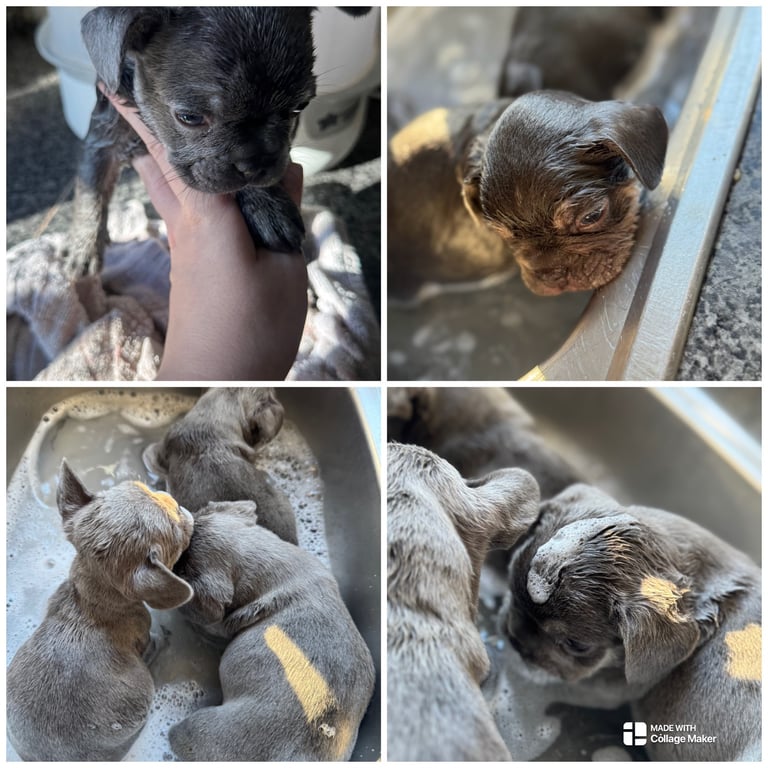 3 gorgeous french bulldogs