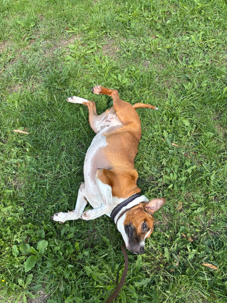 Beautiful Staffy cross