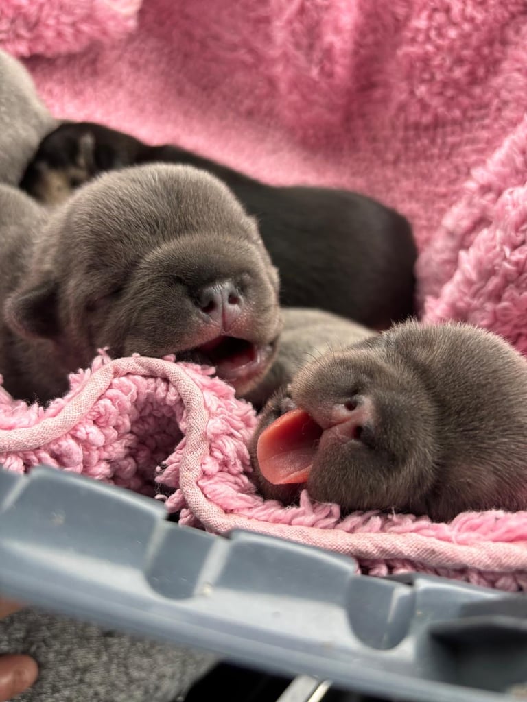 Stunning French bulldog puppies looking for their new forever home. 