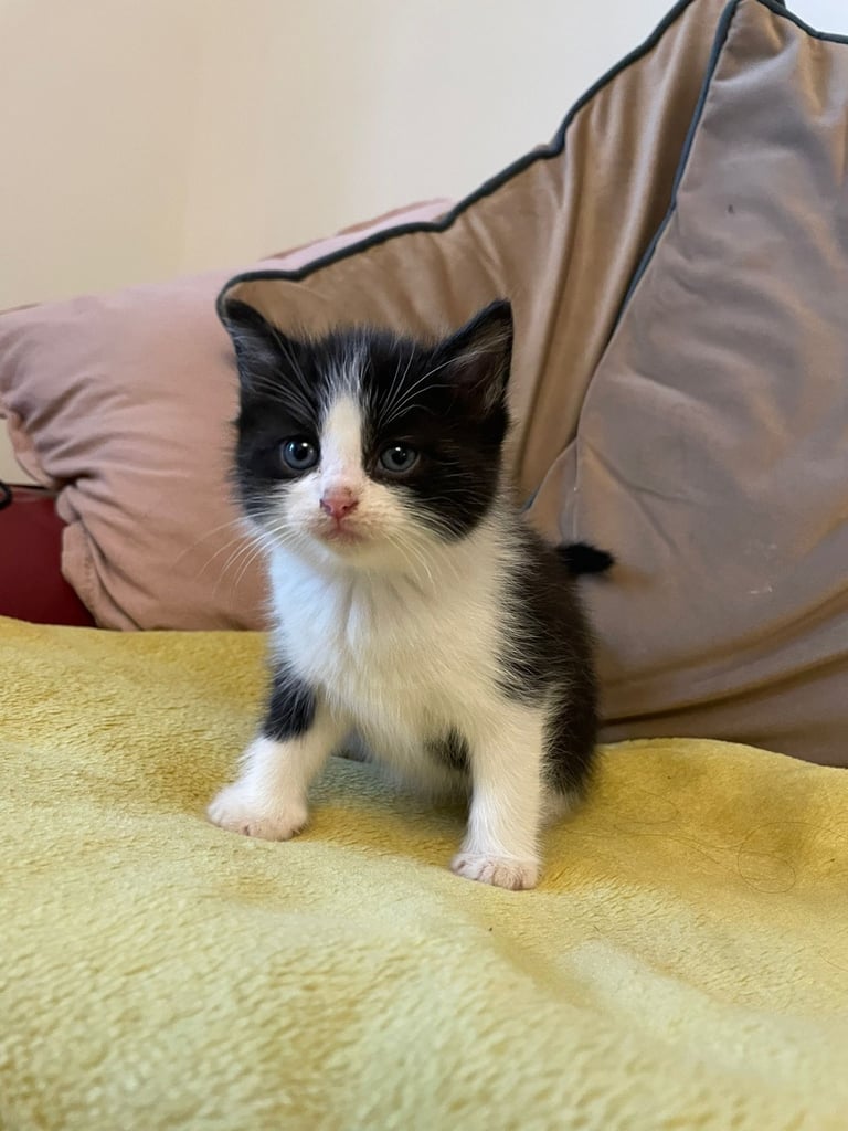 kittens