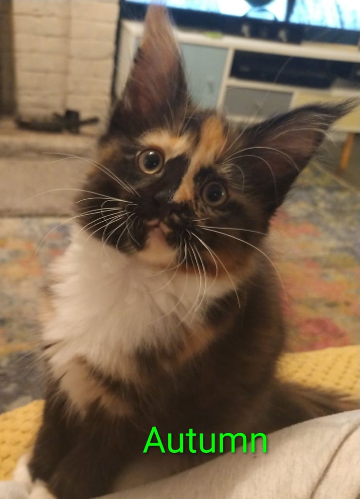 XL beautiful Maine coon kittens for sale 