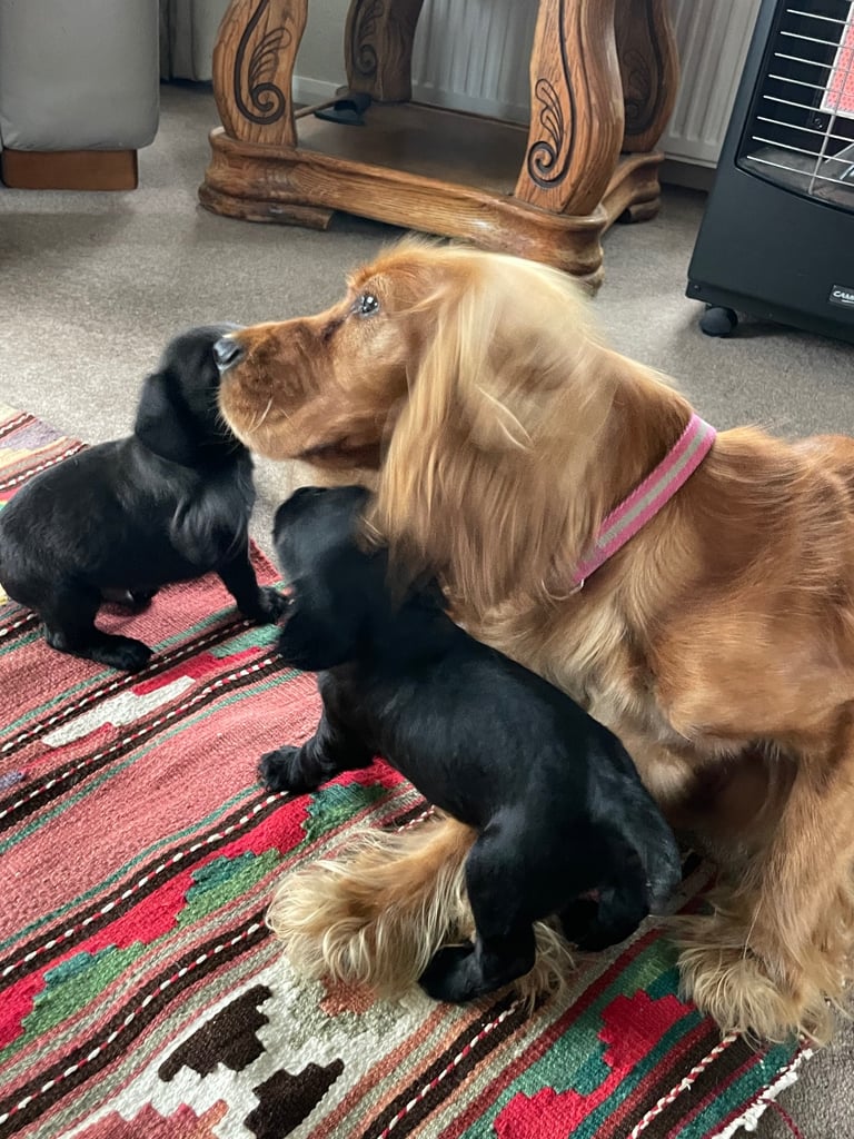 Beautiful cockerdour puppies 