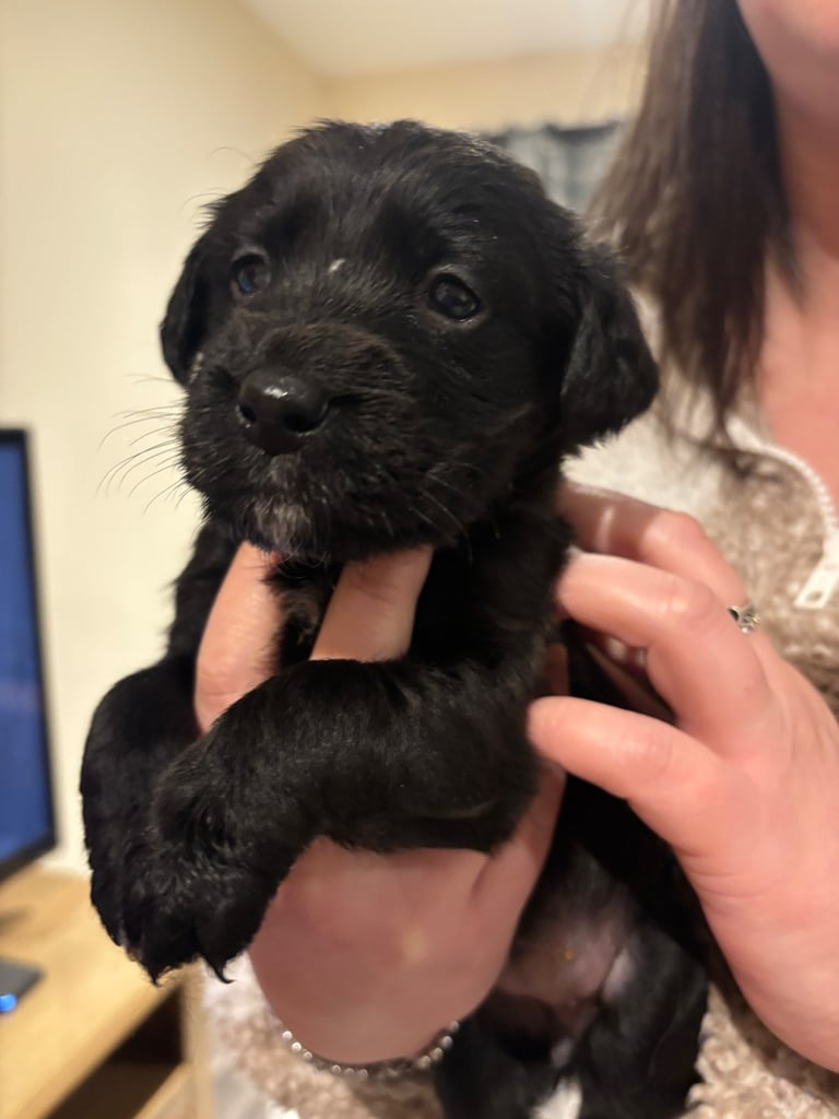 Lab/cockapoo puppies for sale