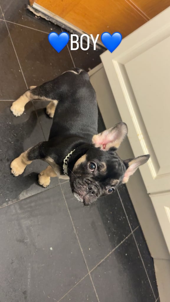 12 week year old FrenchBulldog Pups for sale