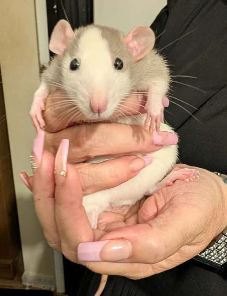 Adorable Dumbo baby rats 