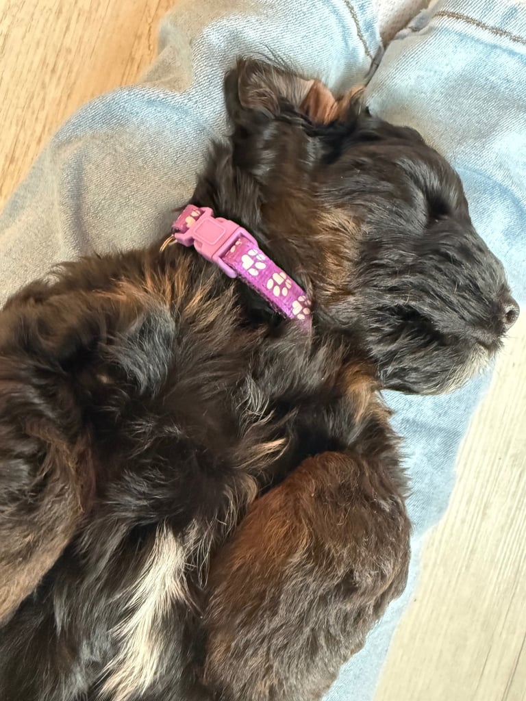 Cockapoo Girl Puppy F1 : 6weeks Old