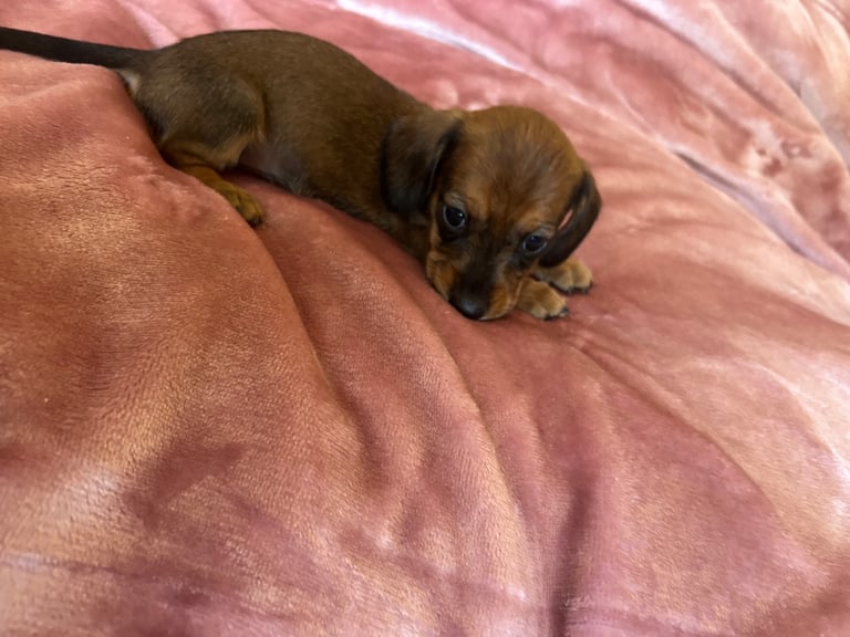 Miniature dachshund puppies 