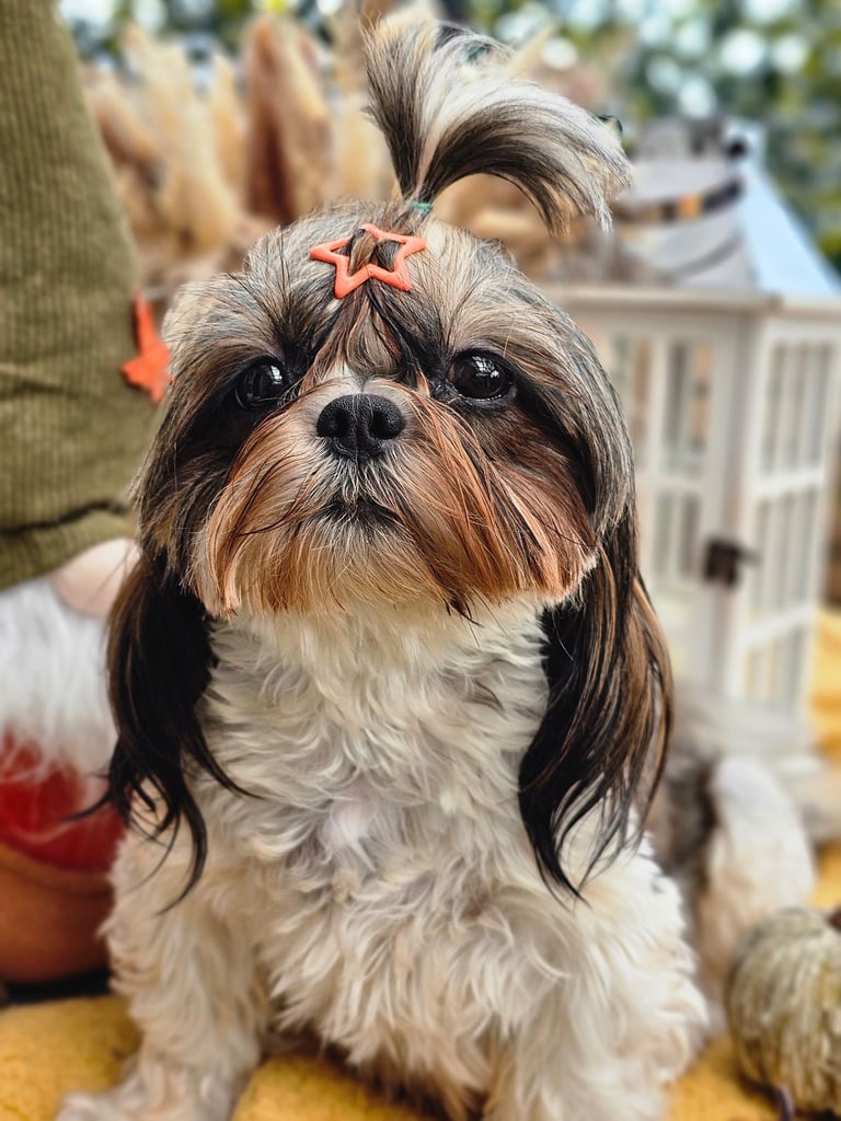 🐶 Shih Tzu Puppy READY NOW – Licensed Breeder (Licence No. DB/19/25)