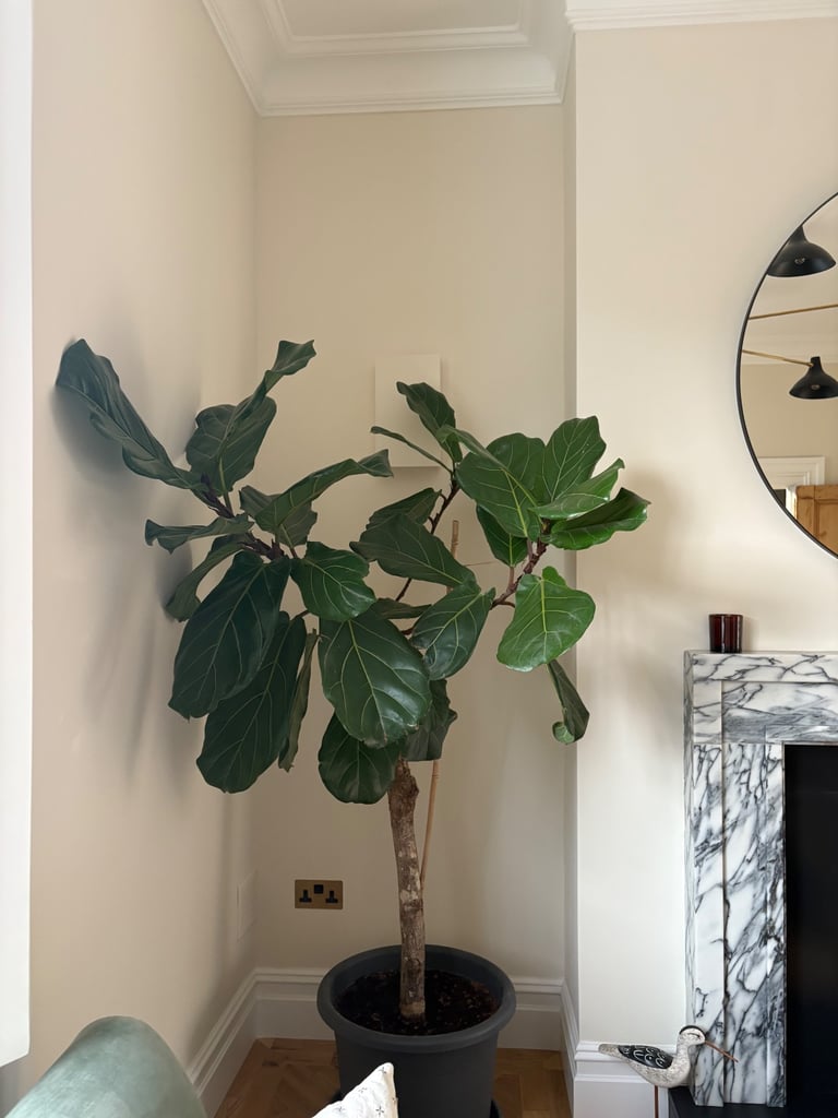 Beautiful fiddle leaf fig tree 