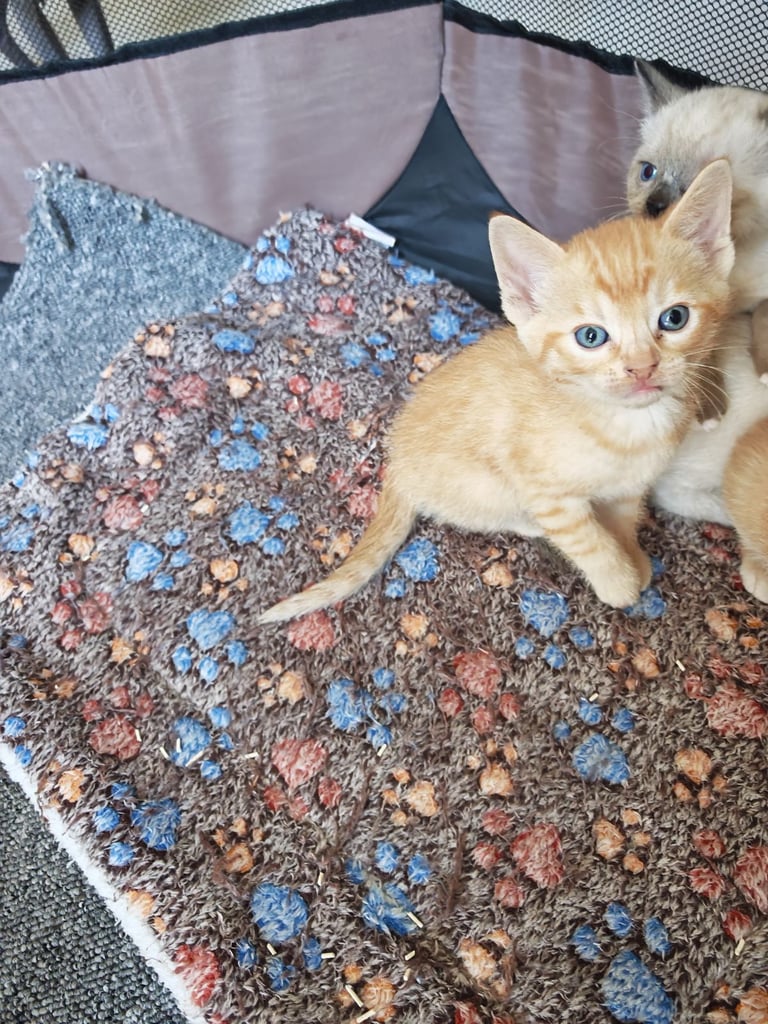 Ginger kitten / gloucester