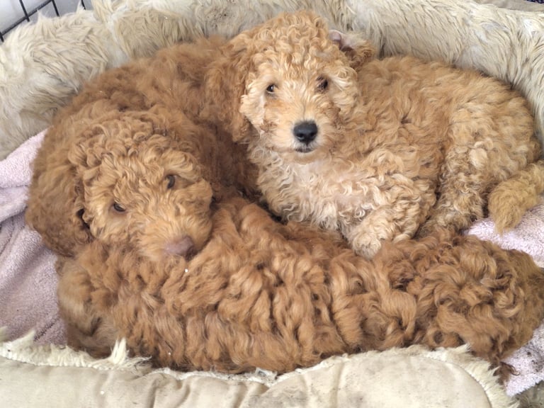 *Final two Cockapoo Puppies for Sale | Ready to take home now!