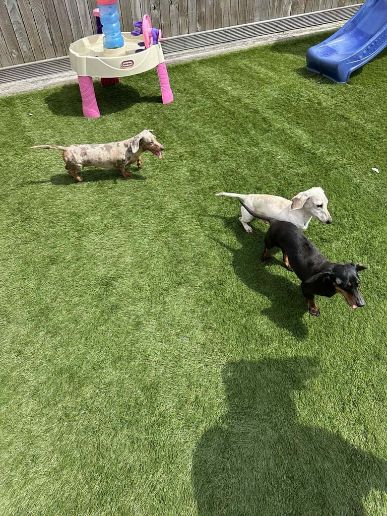 Kc reg Minature Dachshunds