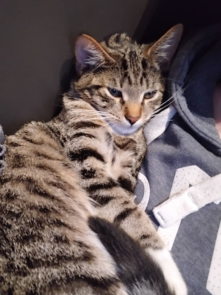 Kitten 