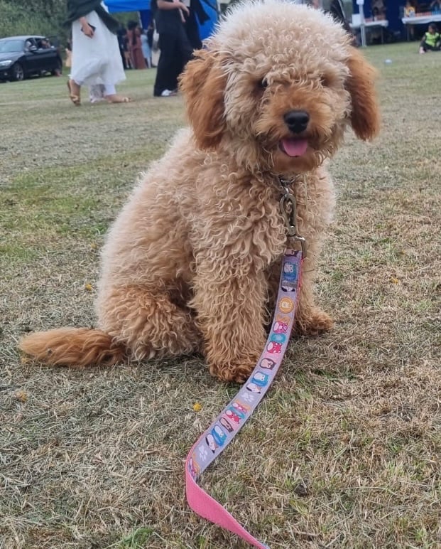 Miniature Labradoodle-
