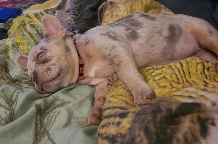 French Bulldog female 3 months