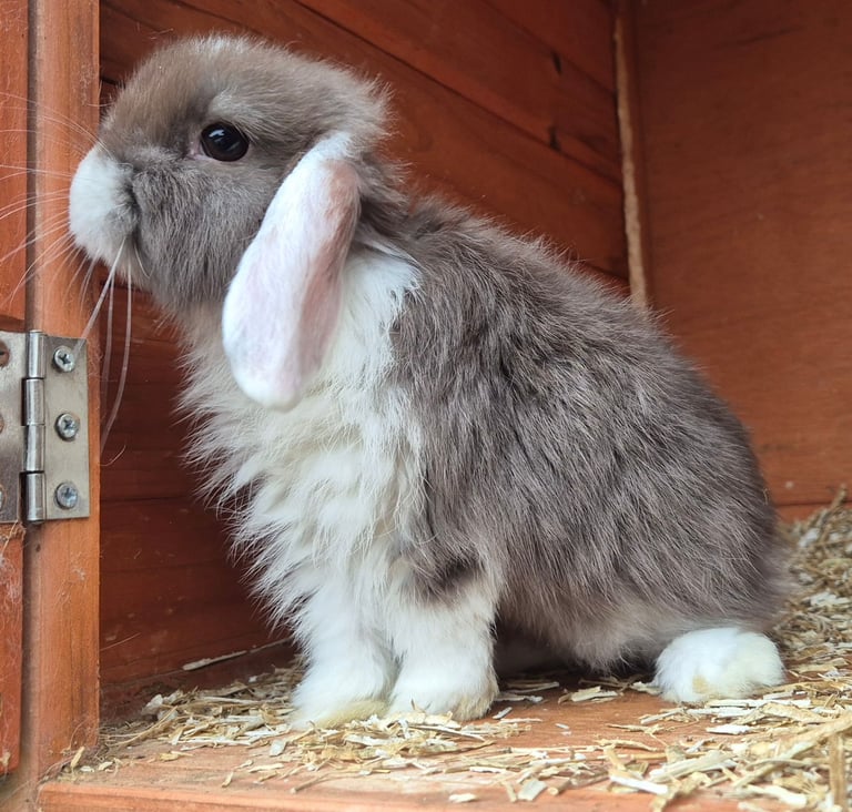 Mini lop babys ready now. 