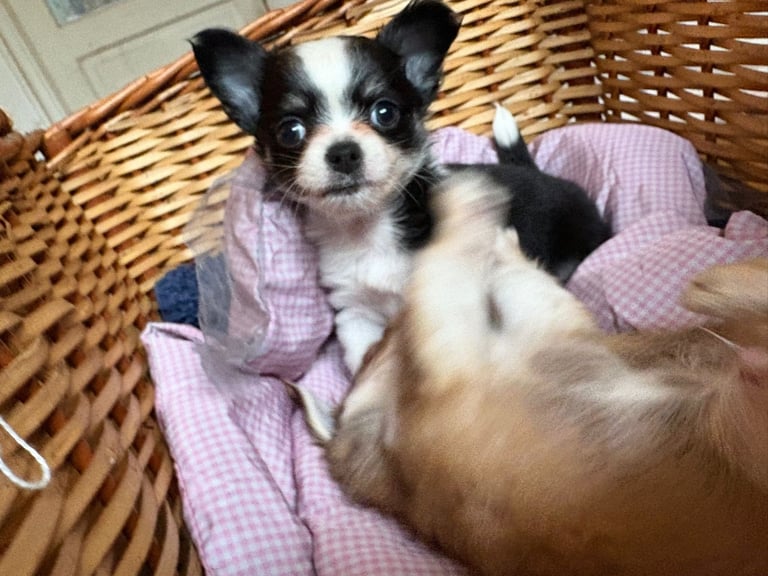 Tiny chihuahuas, long haired, £800 each 