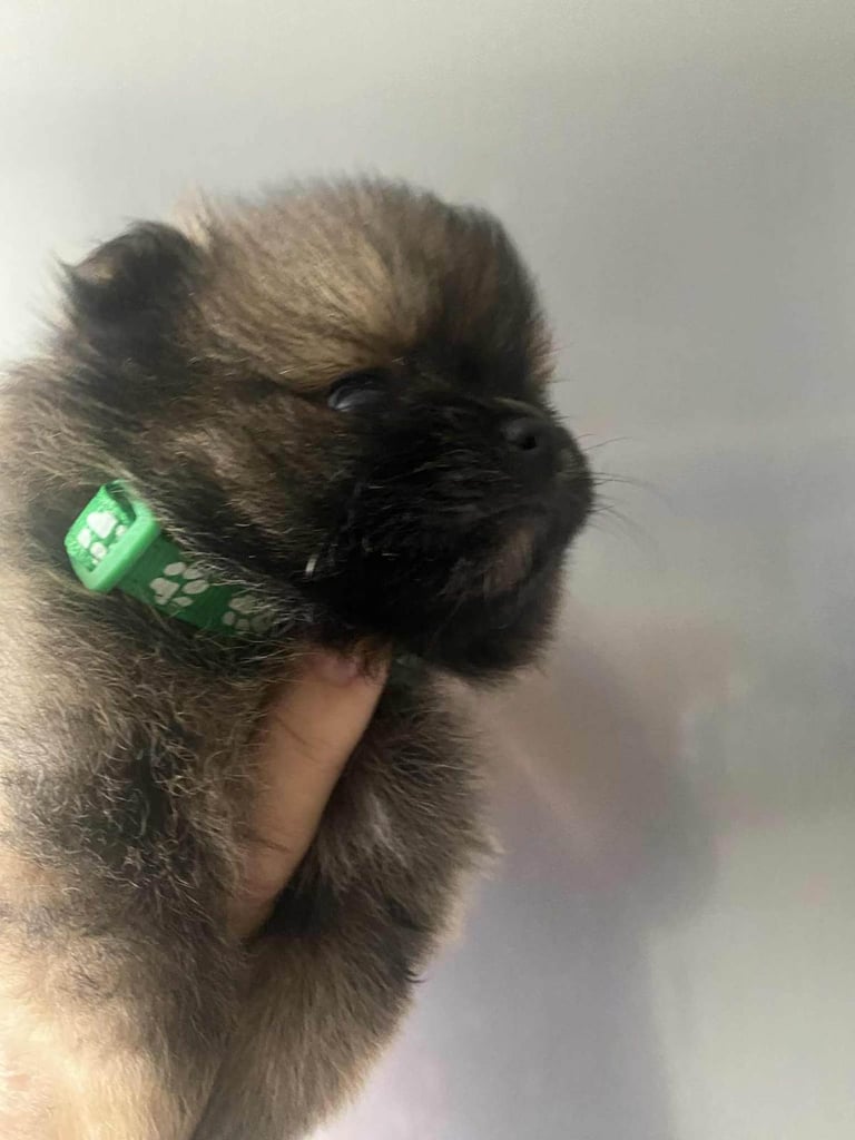 Pomeranian puppies - AVAILABLE 