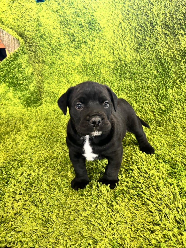 Puppies Boerboel X Mastiff Puppies