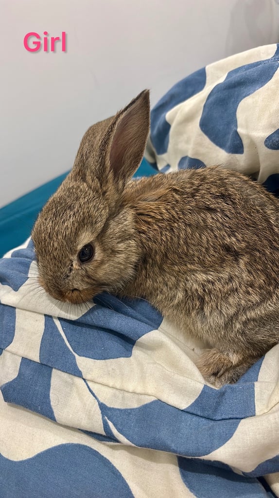 🐰Bunnies looking for new home🏡❤️❤️