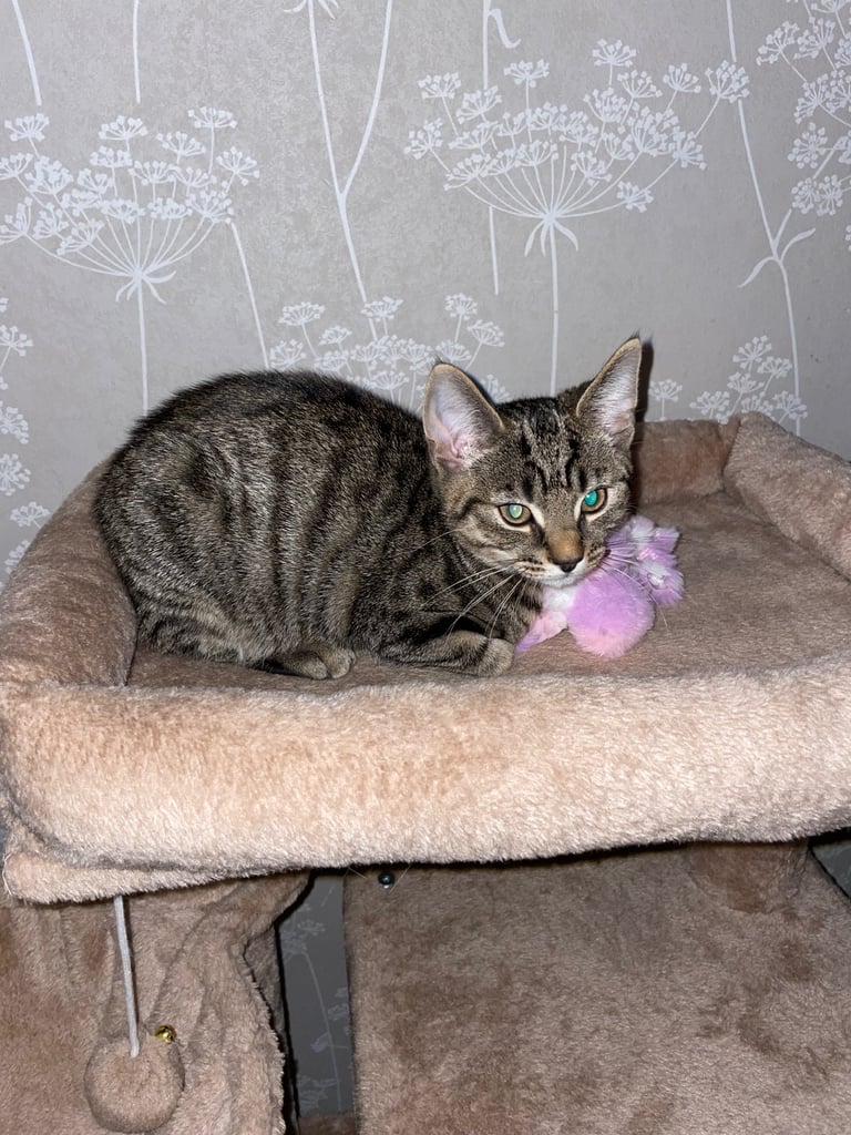 Kitten 14 weeks. Ready asap