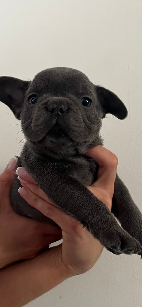 Frenchie Puppies for sale 