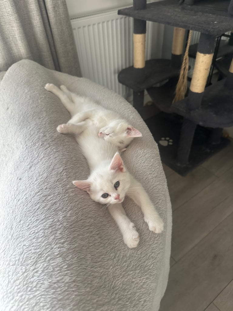 image for 2 gorgeous white kittens 