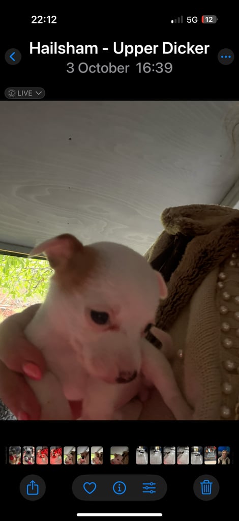 Jack Russel pups