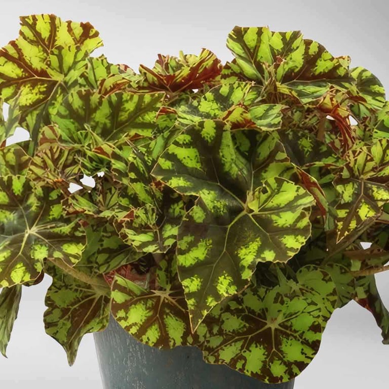 image for BEGONIA REX ZUMBA Indoor Plant, £3 each