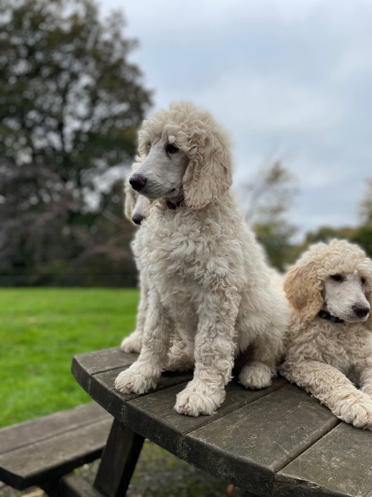 Standard poodle - update - last girl and 3 boys 