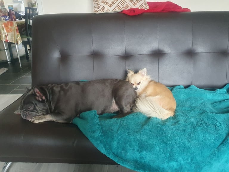 Chihuahuas and French bulldog 