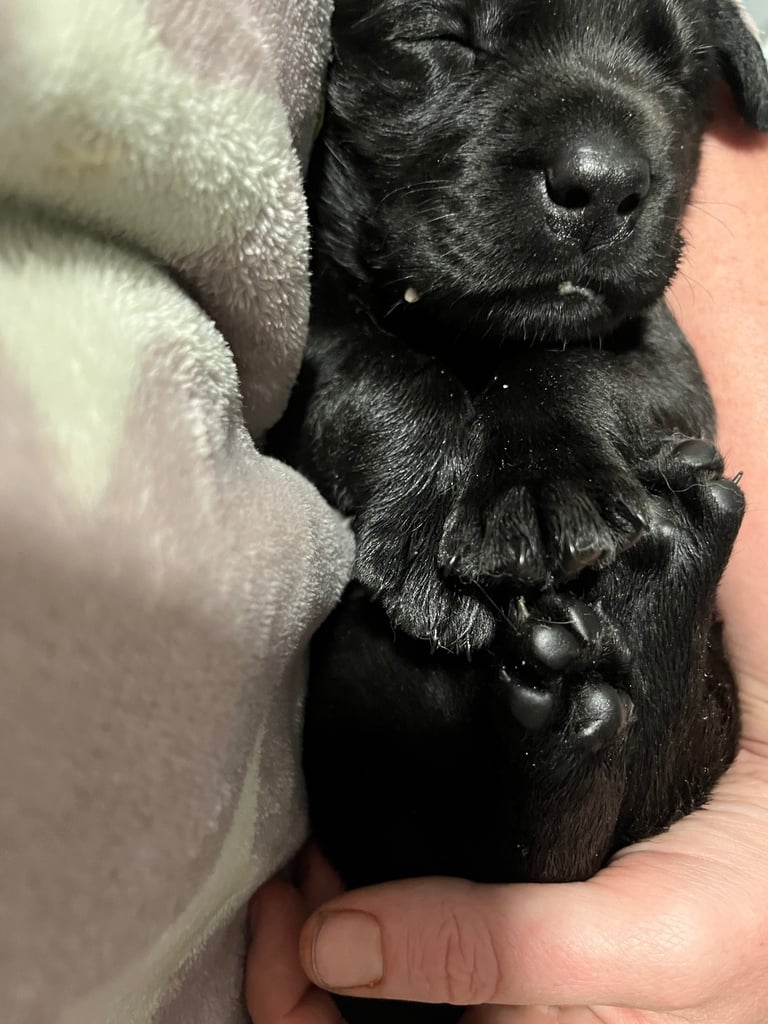 Kc pups ready for their new homes!  4 boys!