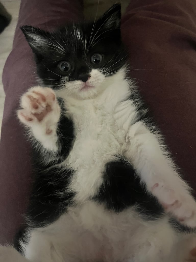 Sold pending viewing : Kittens 